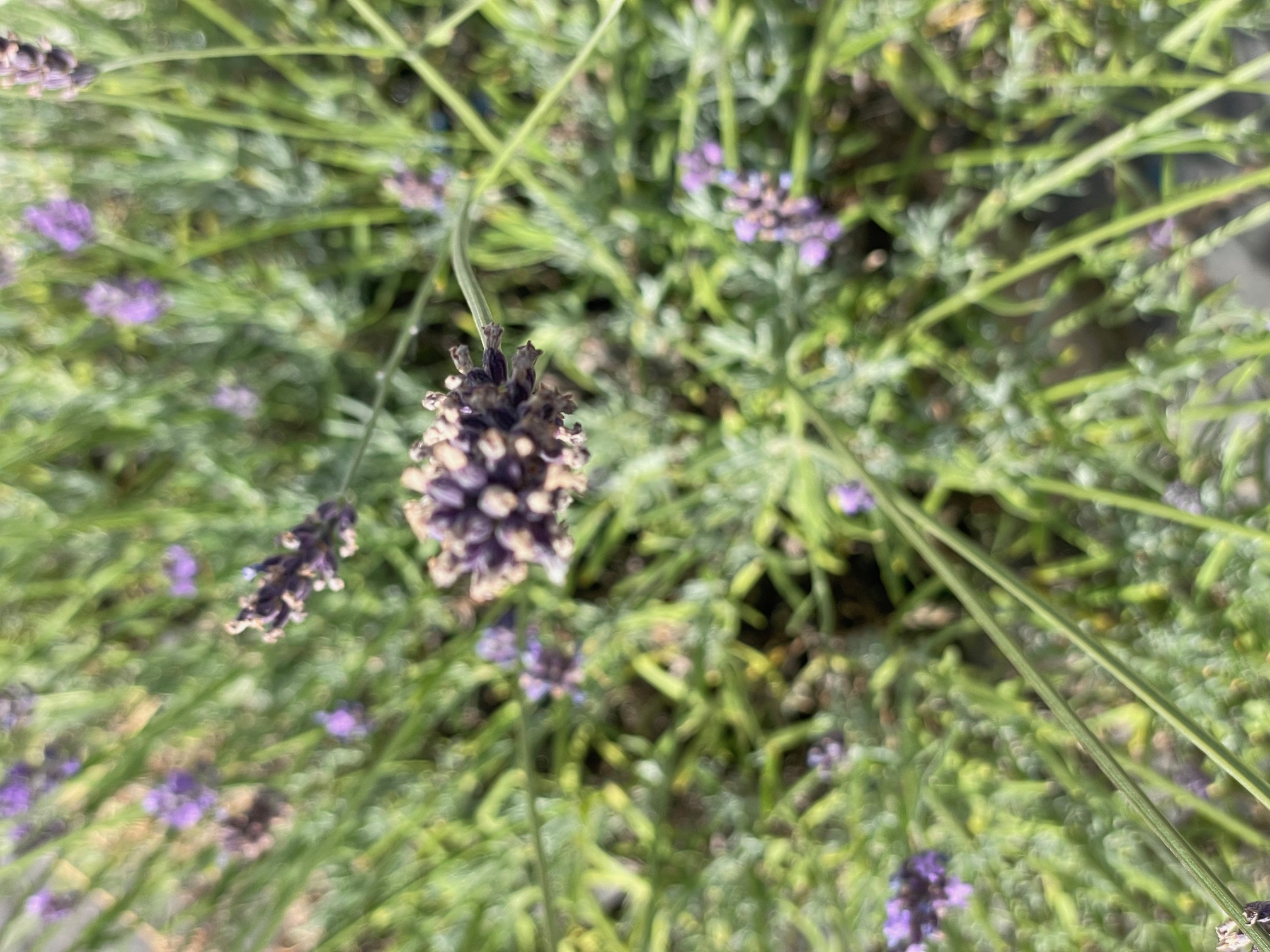 IMG_2275.jpeg